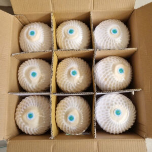 Coastline Tropical diamond trimmed coconut carton