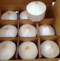Coastline Tropical diamond peeled coconut carton