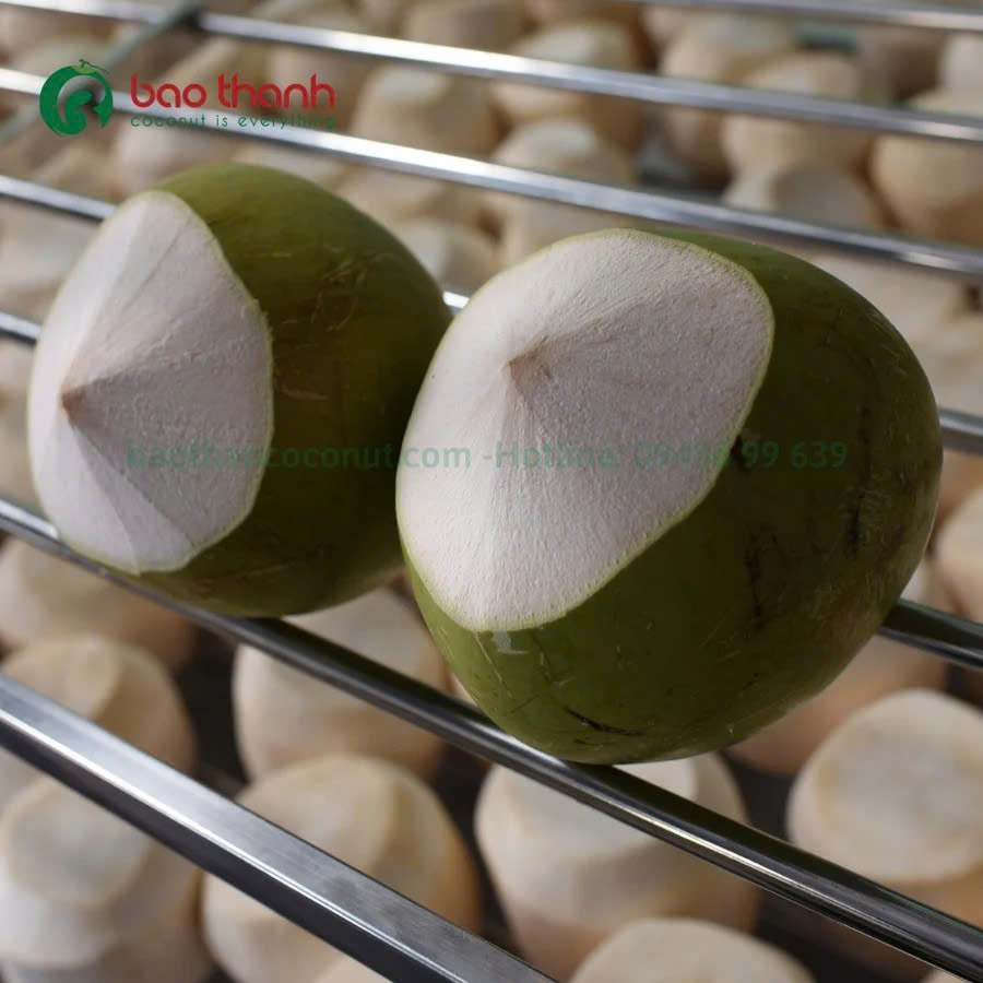 Coastline Tropical diamond trimmed coconut