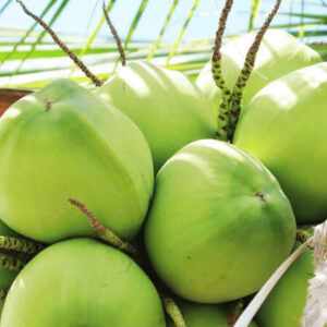 Coastline Tropical Vietnamese green coconuts