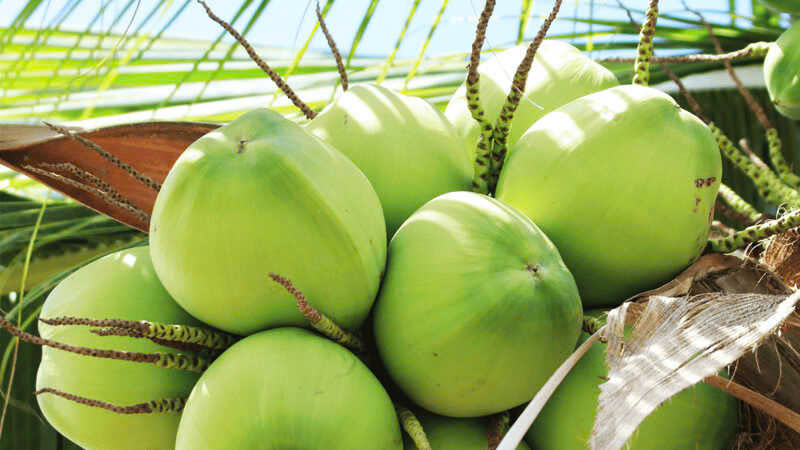 Coastline Tropical Vietnamese green coconuts