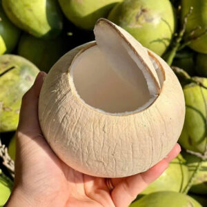 Coastline Tropical fully peeled coconut open