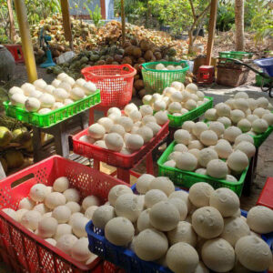 Coastline Tropical coconut preparation