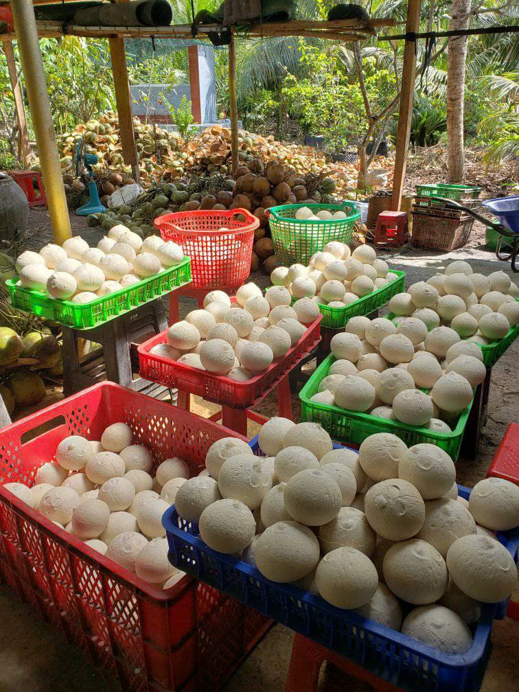 Coastline Tropical coconut preparation