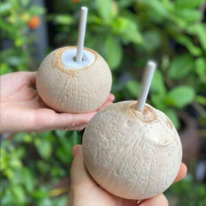 Coastline Tropical fully peeled coconut drink